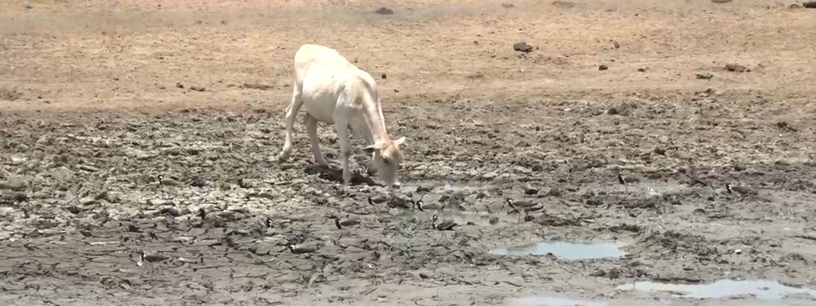 Sri Lanka Swelters Under Extreme Heat Warning